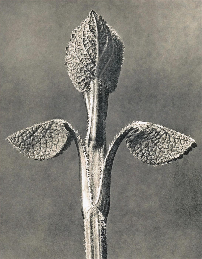 Herbarium, Plate 6