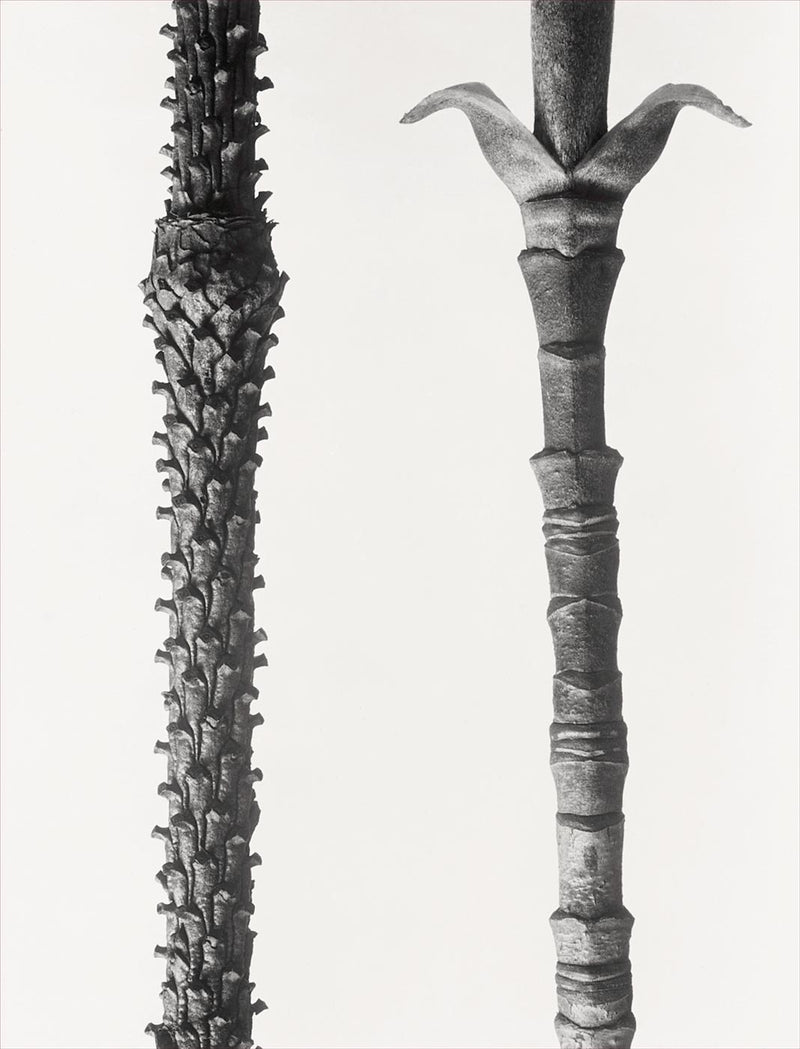 Herbarium, Plate 62