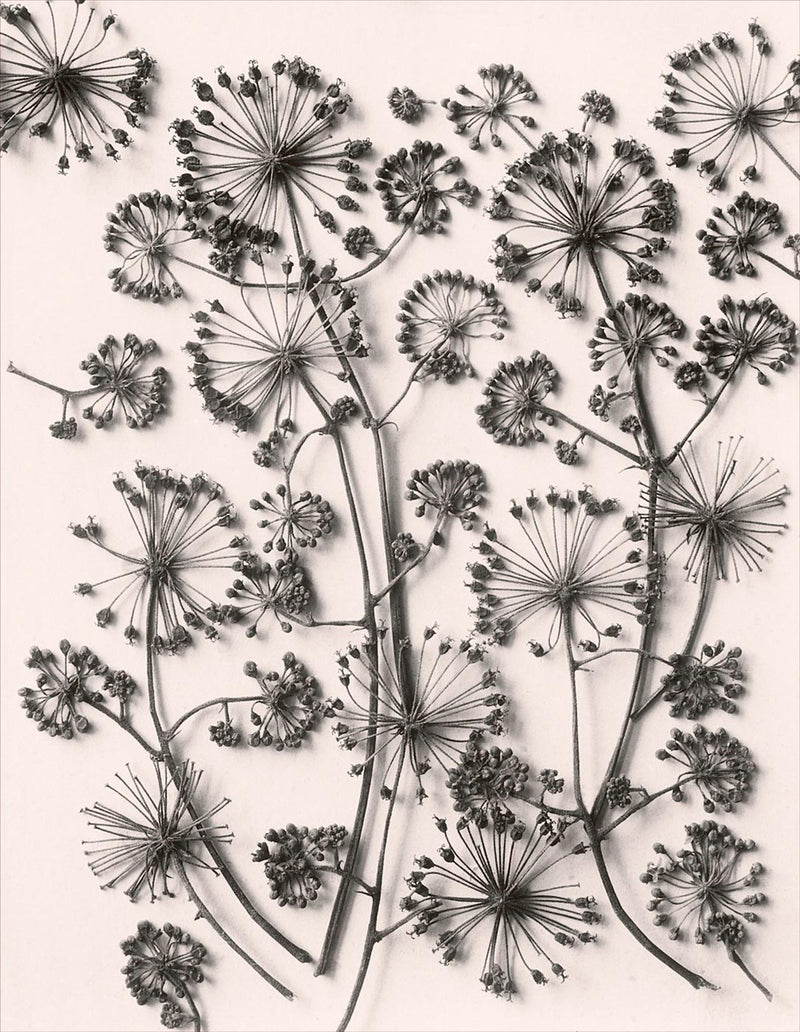 Herbarium, Plate 63