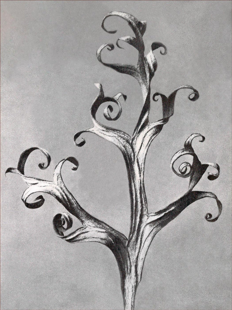 Herbarium, Plate 66