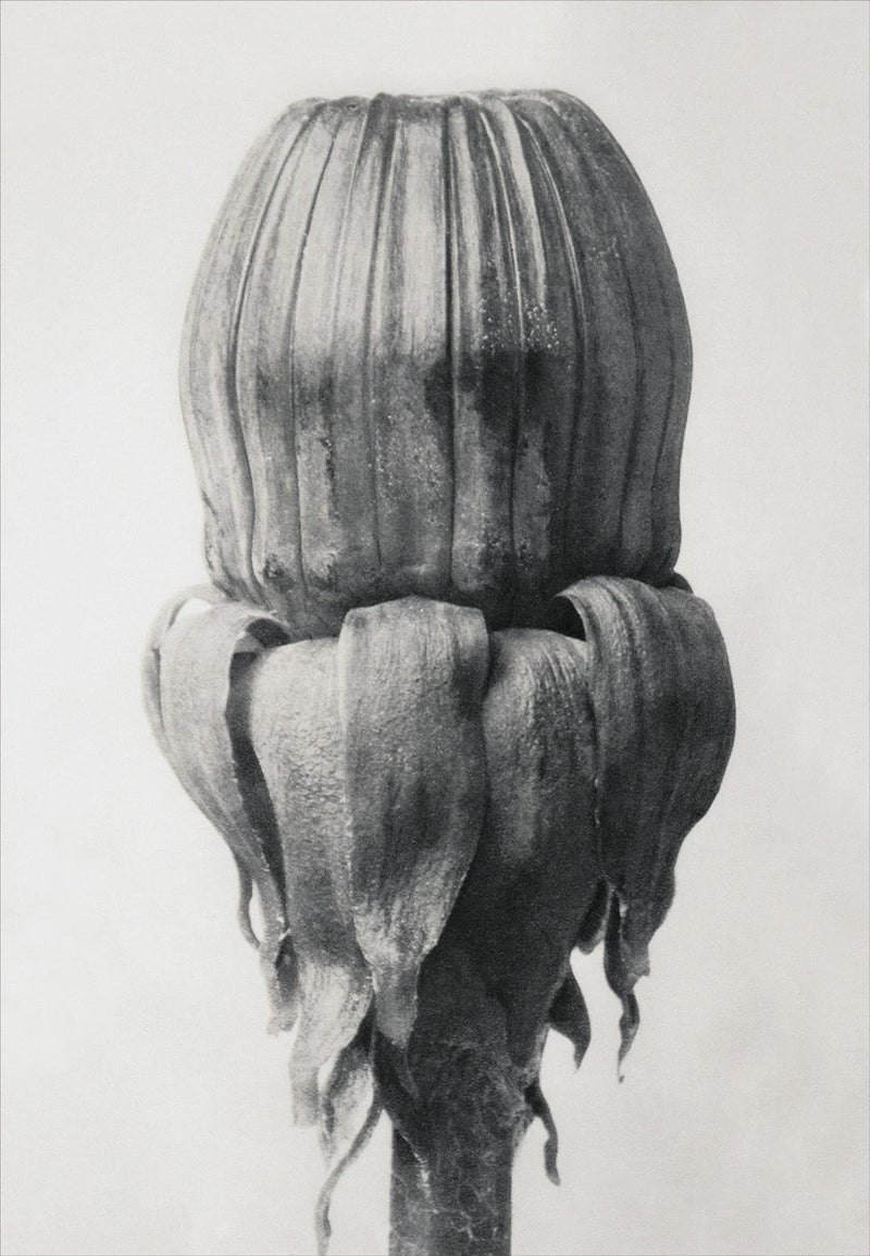 Herbarium, Plate 67
