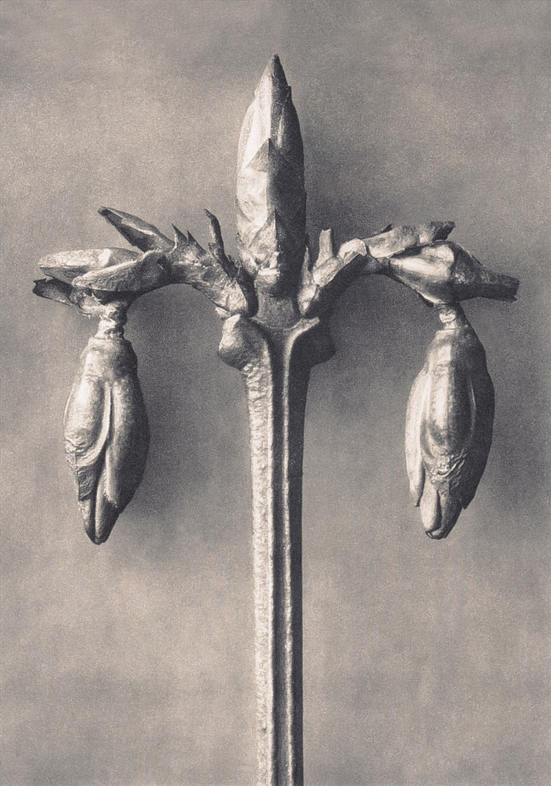 Herbarium, Plate 7
