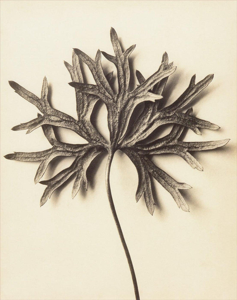 Herbarium, Plate 72