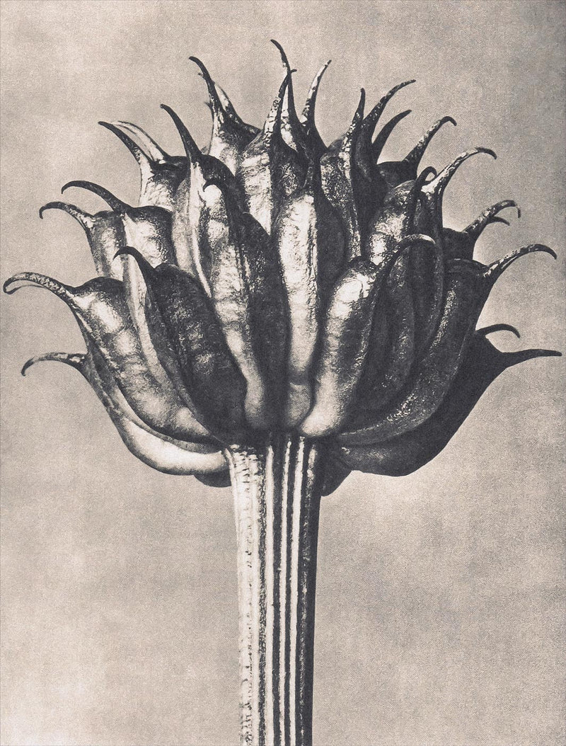 Herbarium, Plate 9