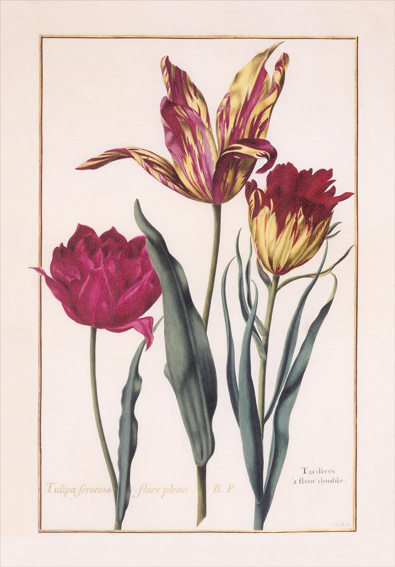 Florilegium of Prince Eugène de Savoie