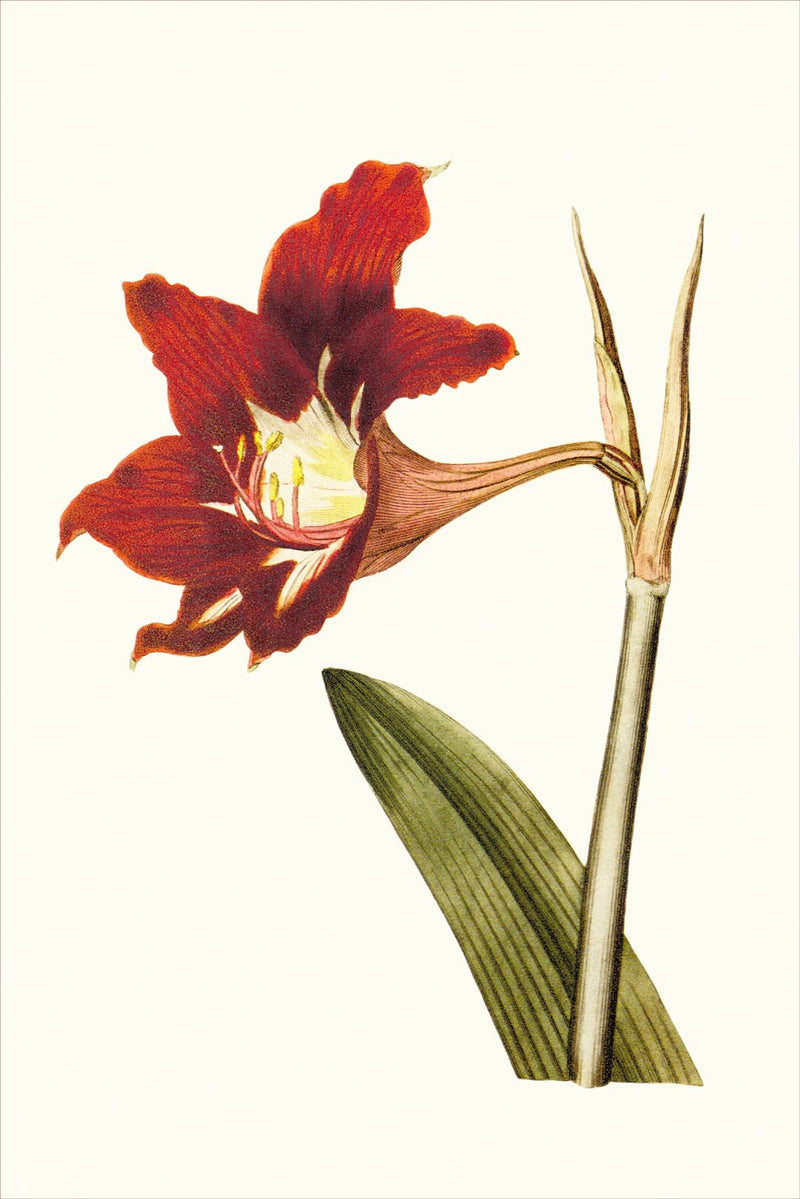 Hippeastrum Puniceum