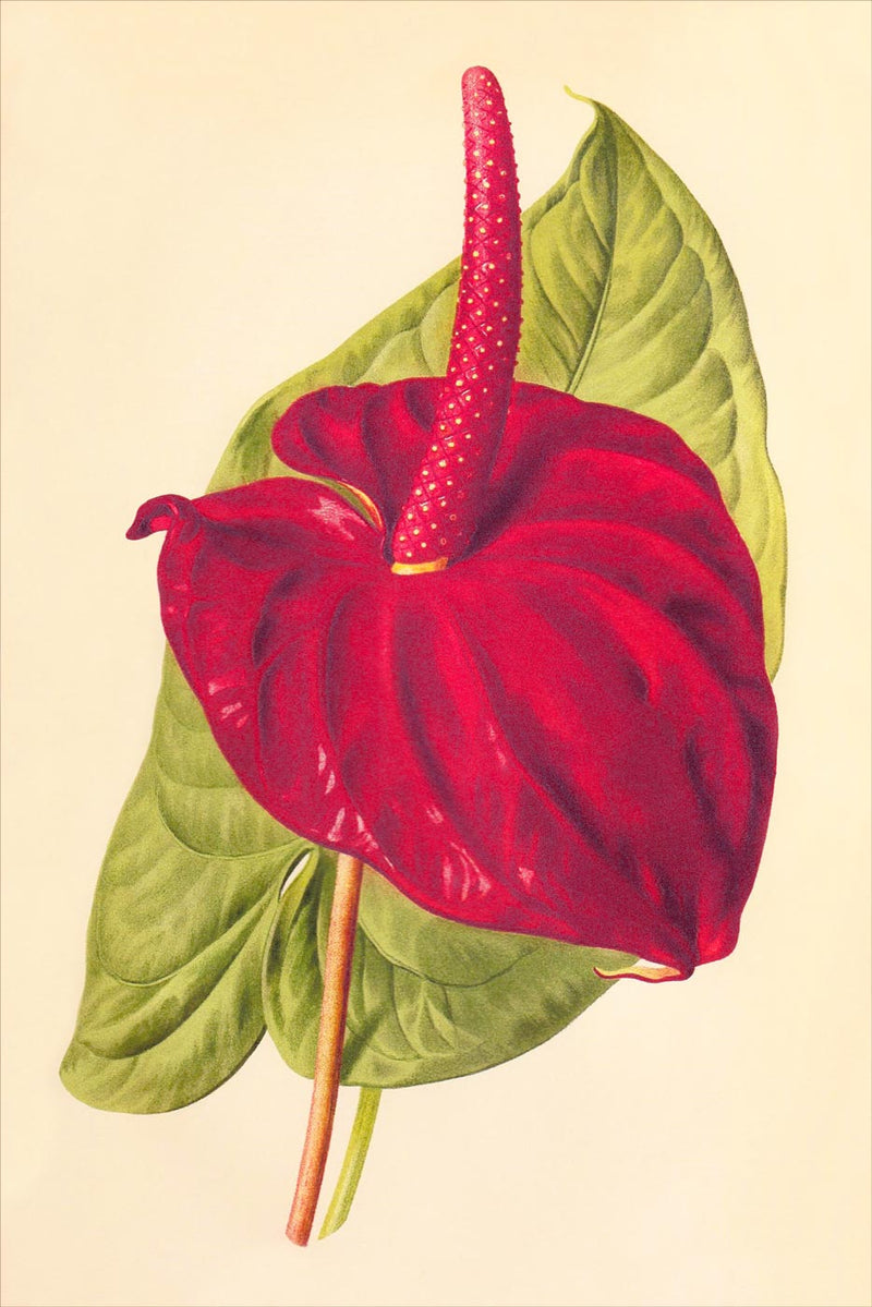 Anthurium