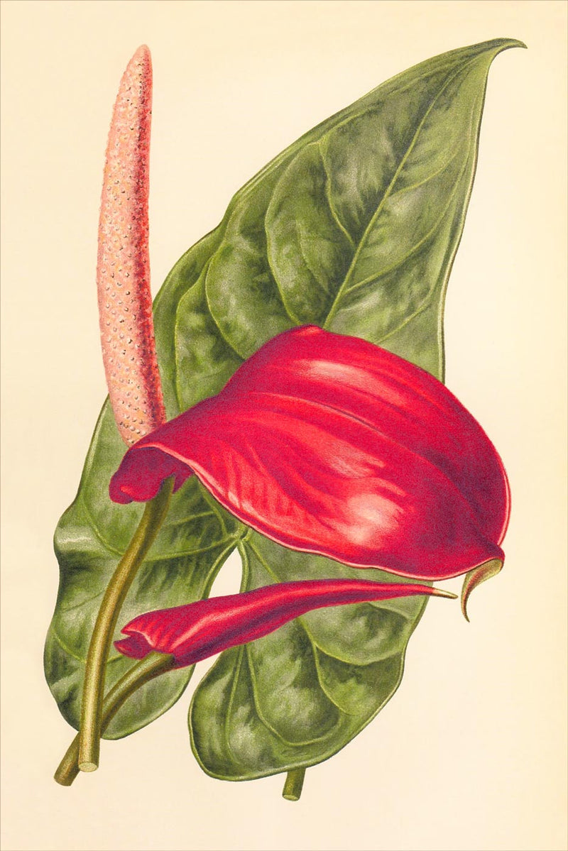 Anthurium