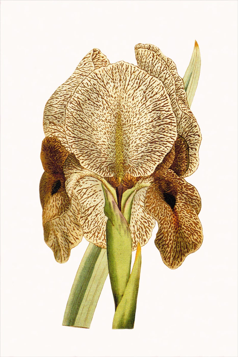 Iris Susiana