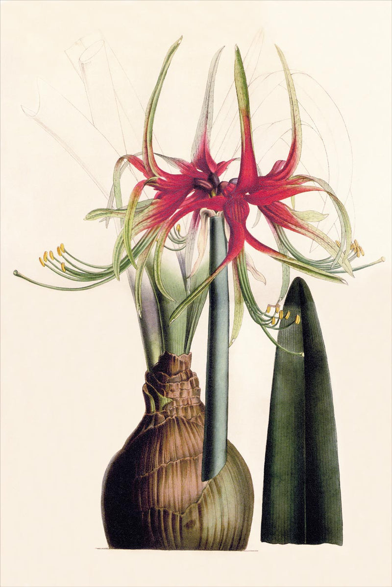 Hippeastrum Cybister