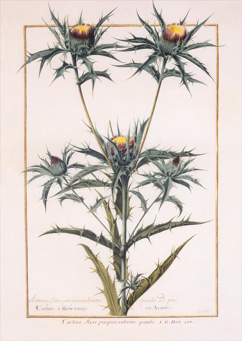 Florilegium of Prince Eugène de Savoie