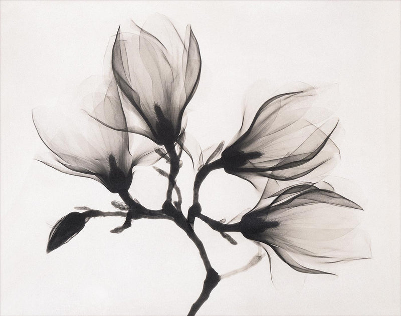 Magnolia, XRay