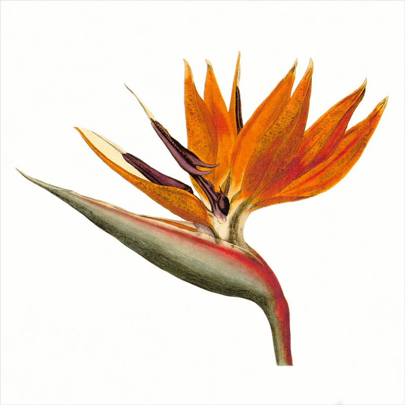 Bird of Paradise