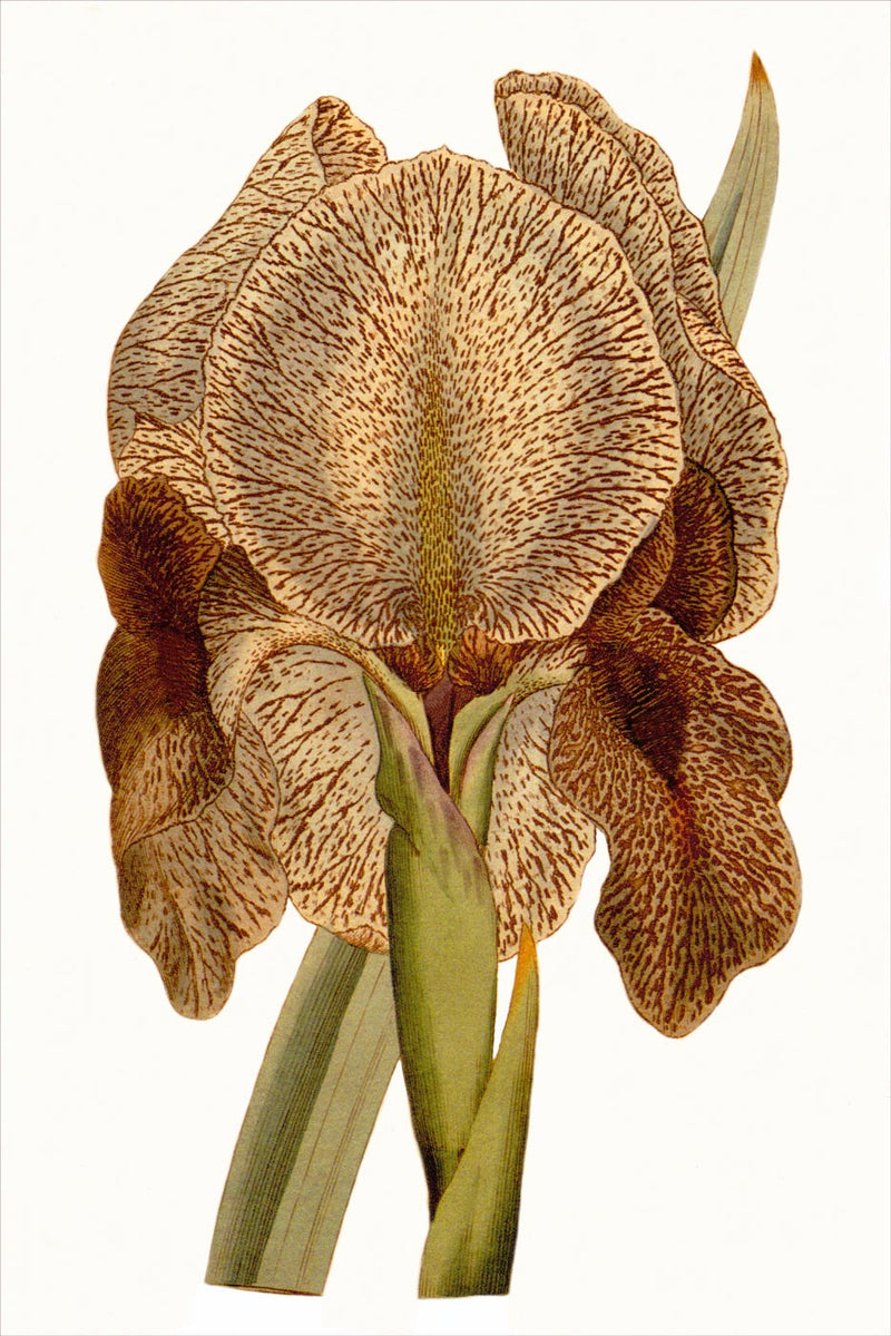 Iris Susiana