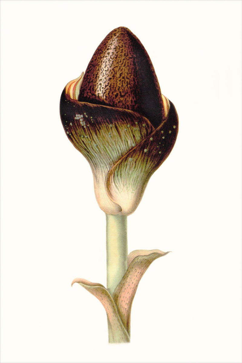 Amorphophallus Leonensis