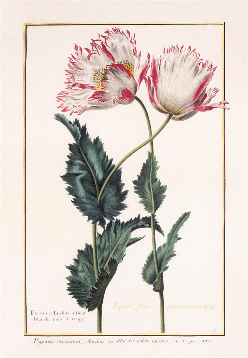 Florilegium of Prince Eugène de Savoie