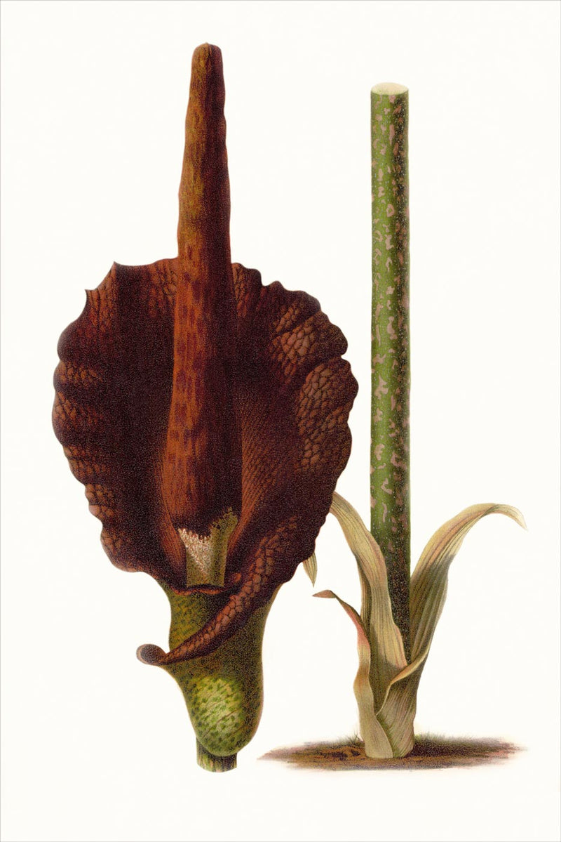 Amorphophallus Rivieri