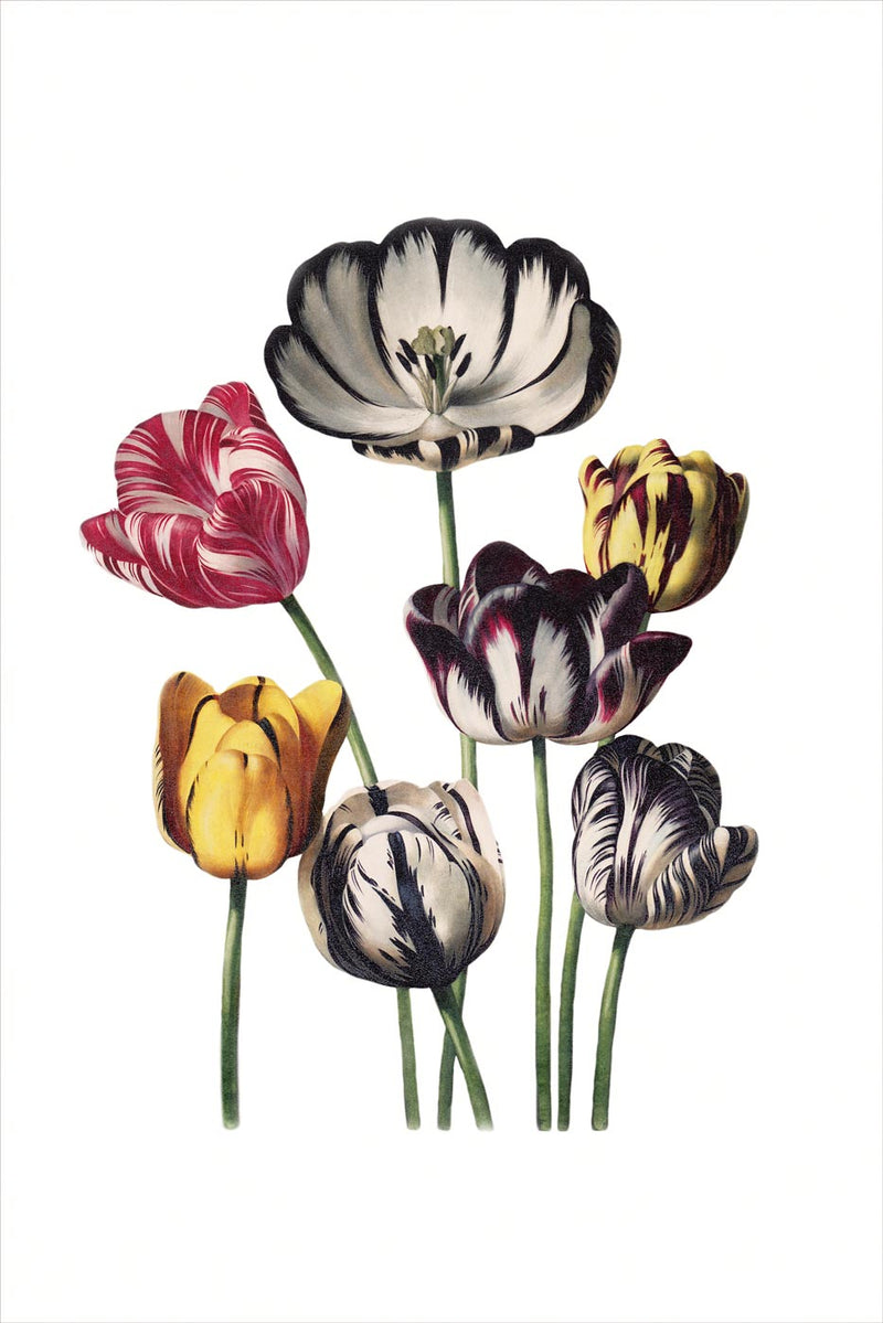 Tulips