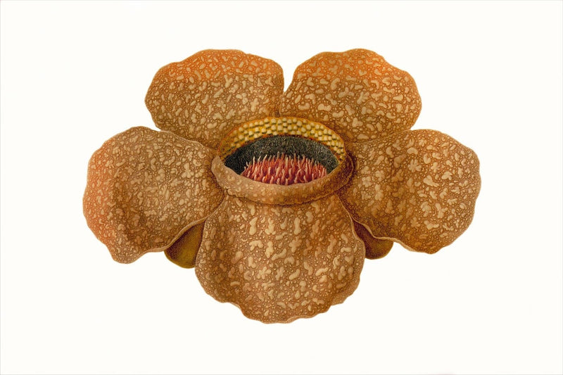 Rafflesia Arnoldii