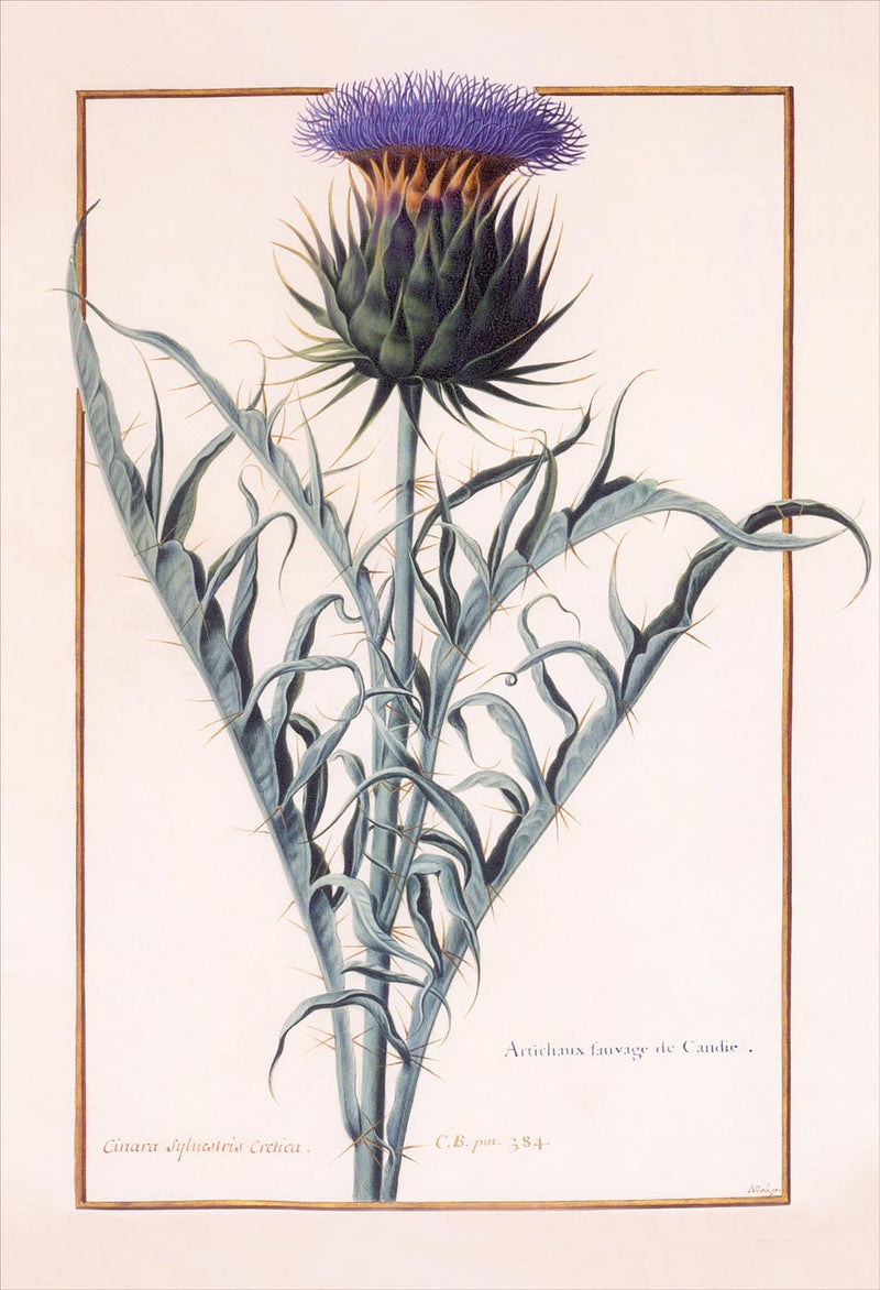 Florilegium of Prince Eugène de Savoie