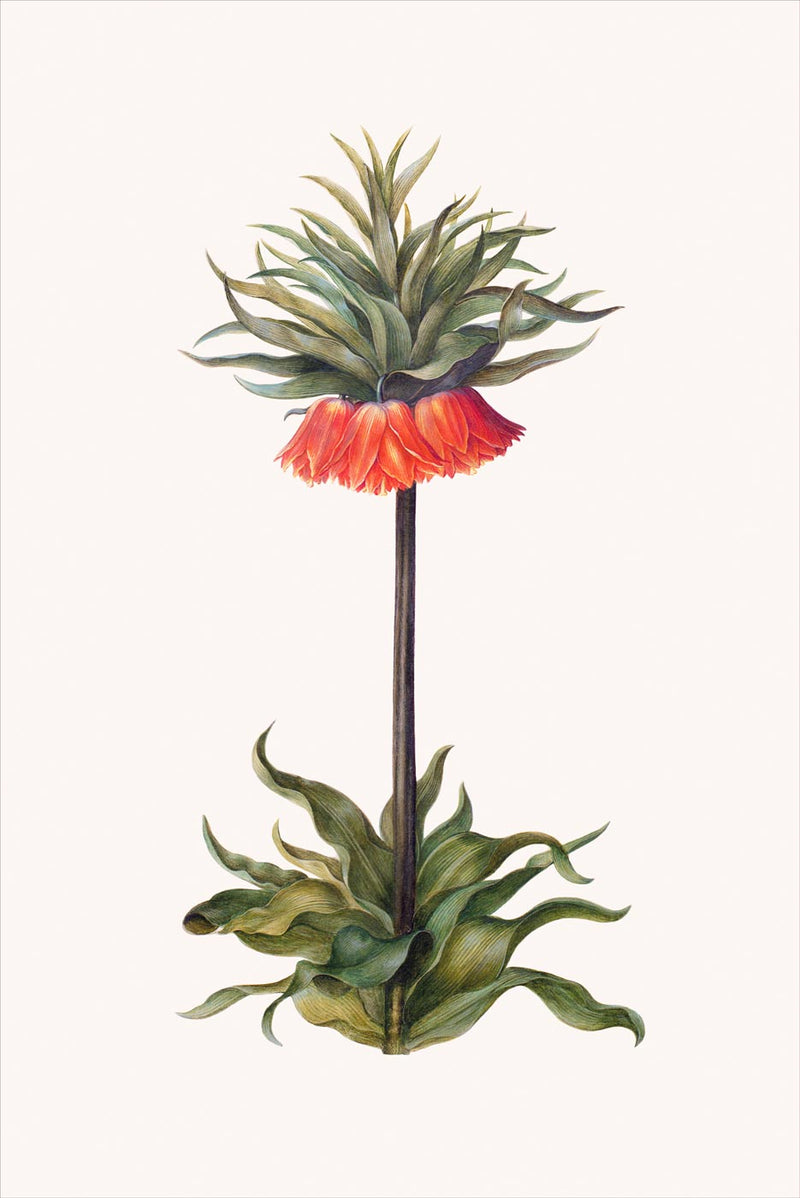 Fritillaria Imperialis