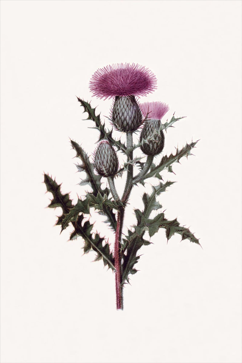 Thistle