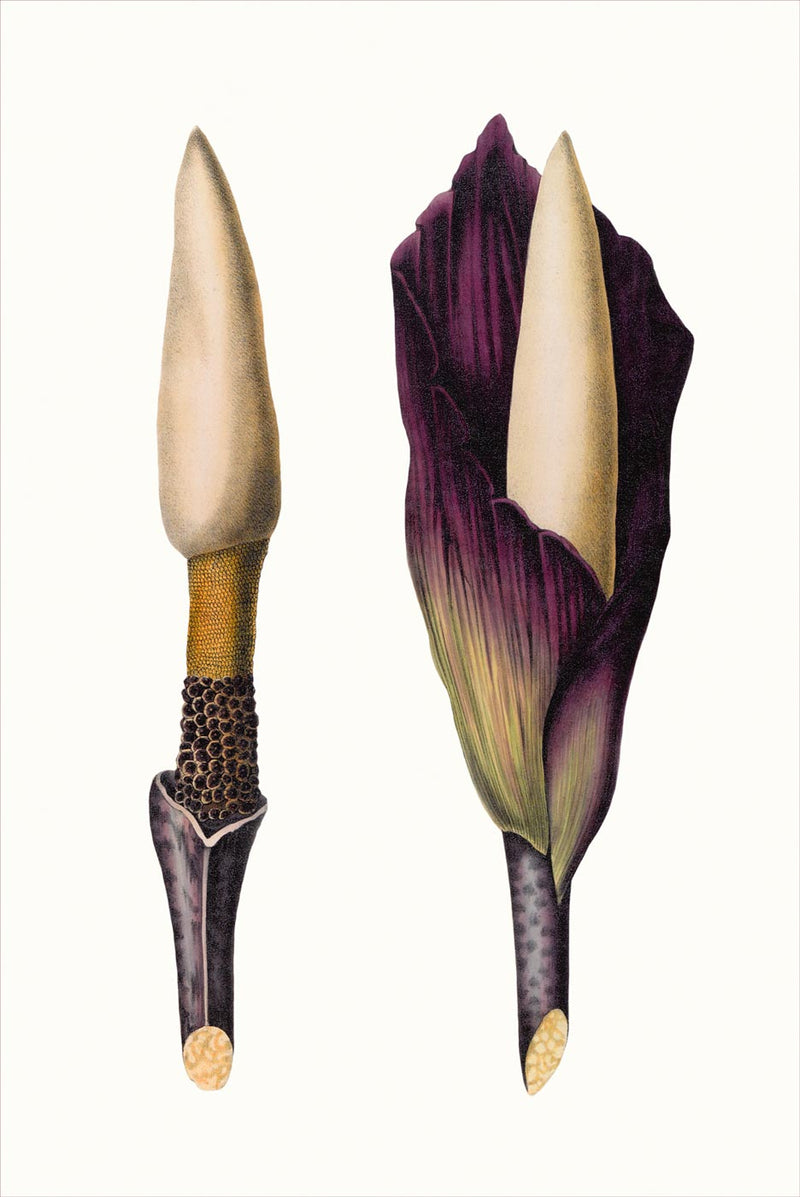 Amorphophallus