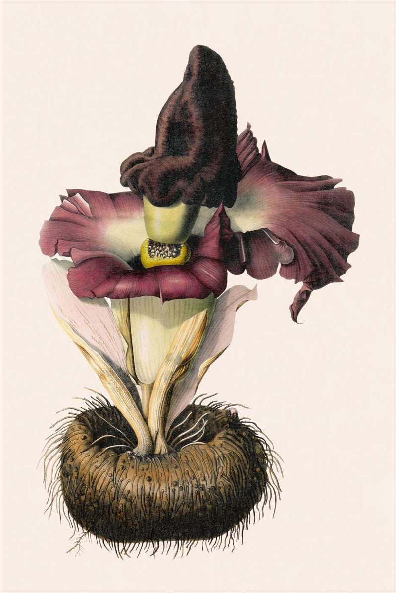 Amorphophallus Campanulatus