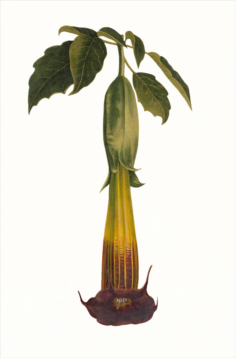 Brugmansia Bicolor