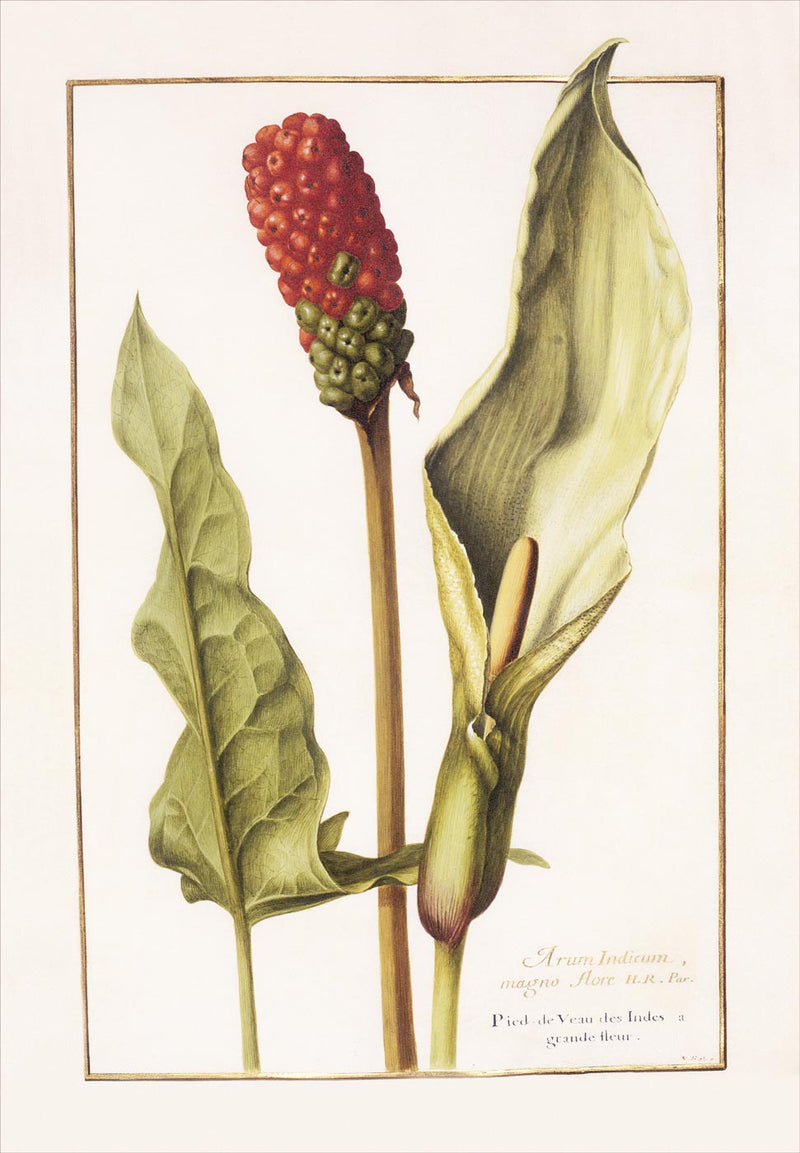 Florilegium of Prince Eugène de Savoie