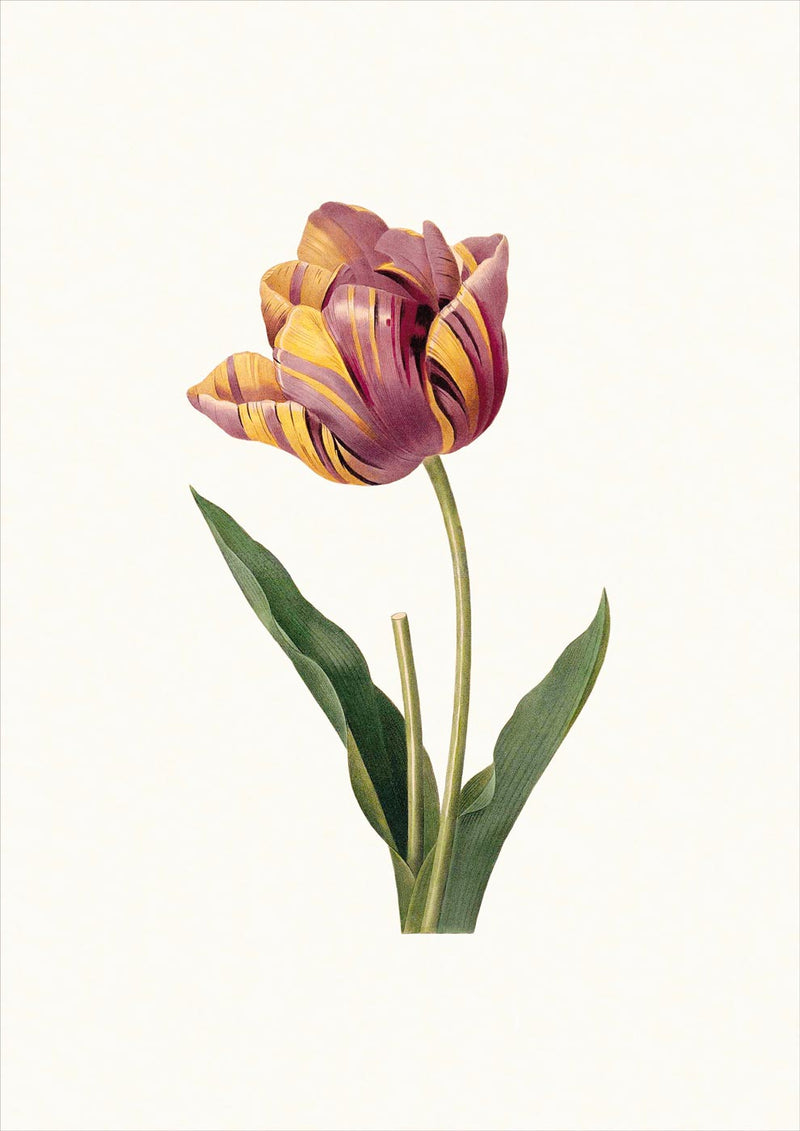 Tulipe Cultivée