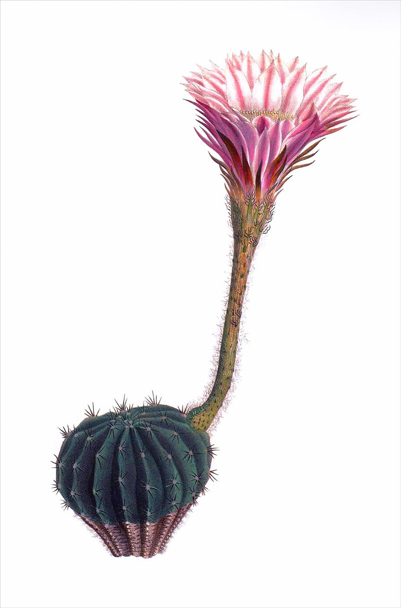 Cactaceae