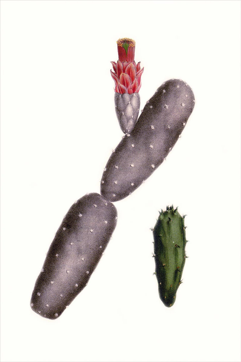 Cactaceae