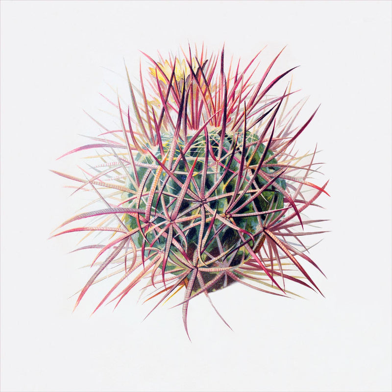 Echinocactus Polycephalus