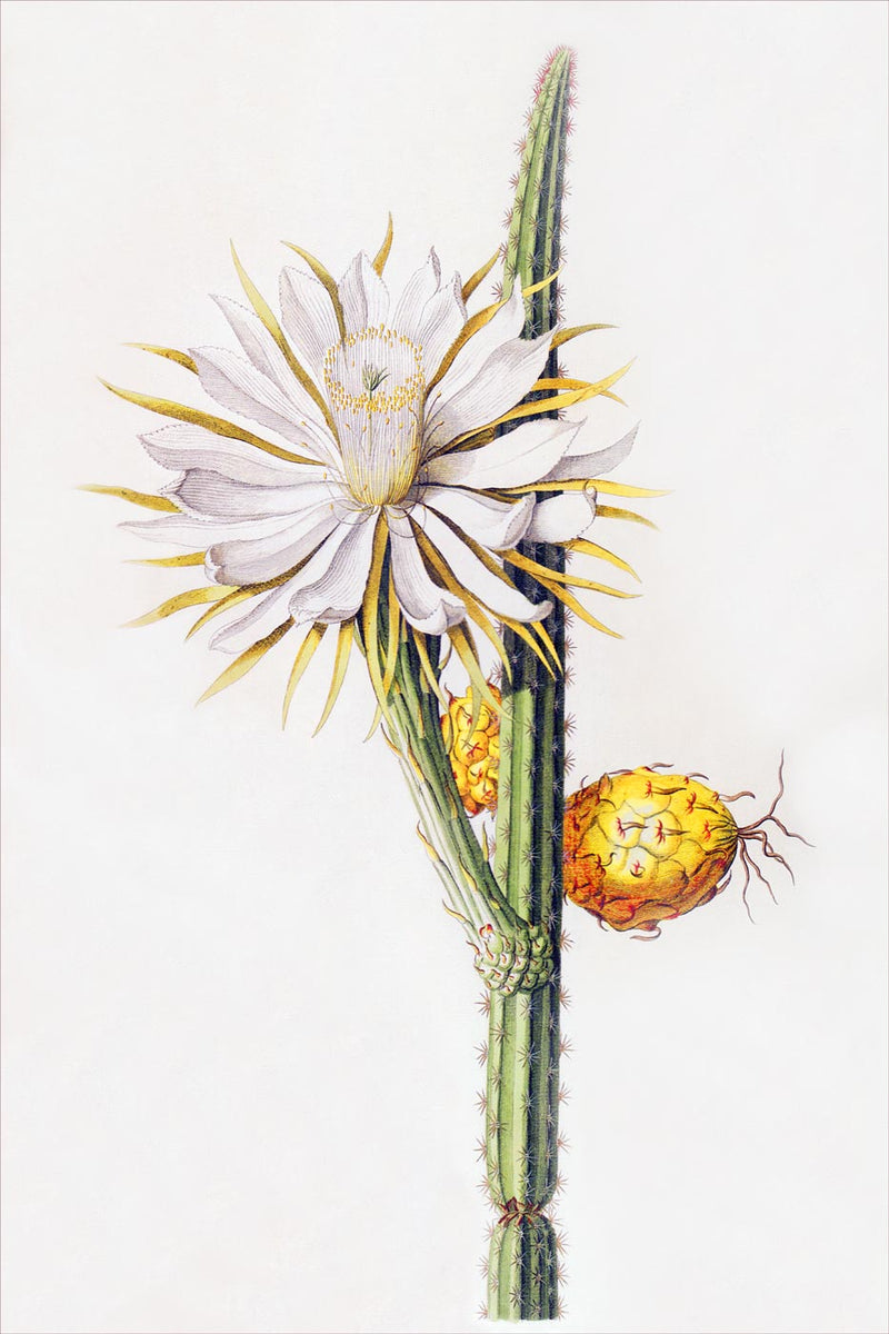 Cereus