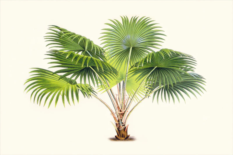 Palm 