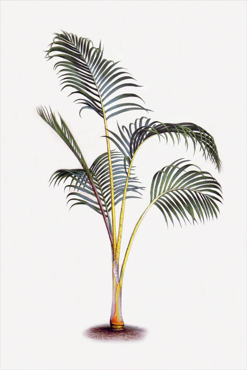 Palm 