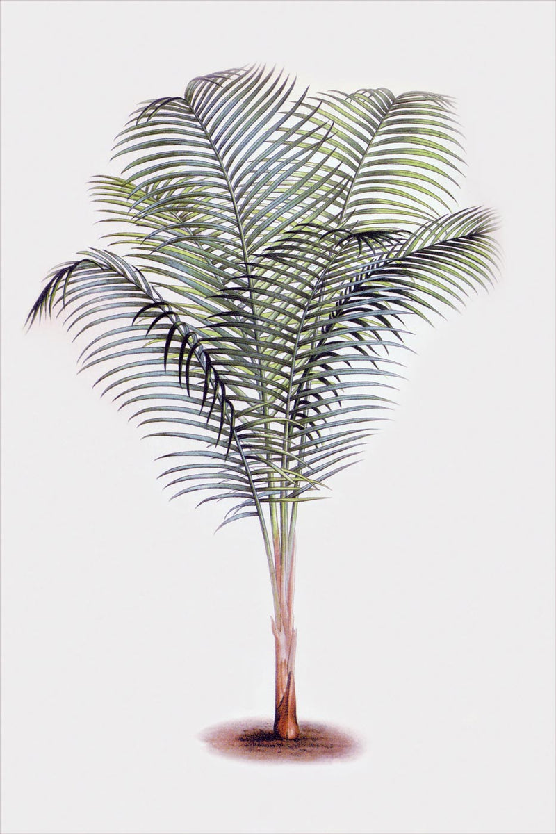 Palm 