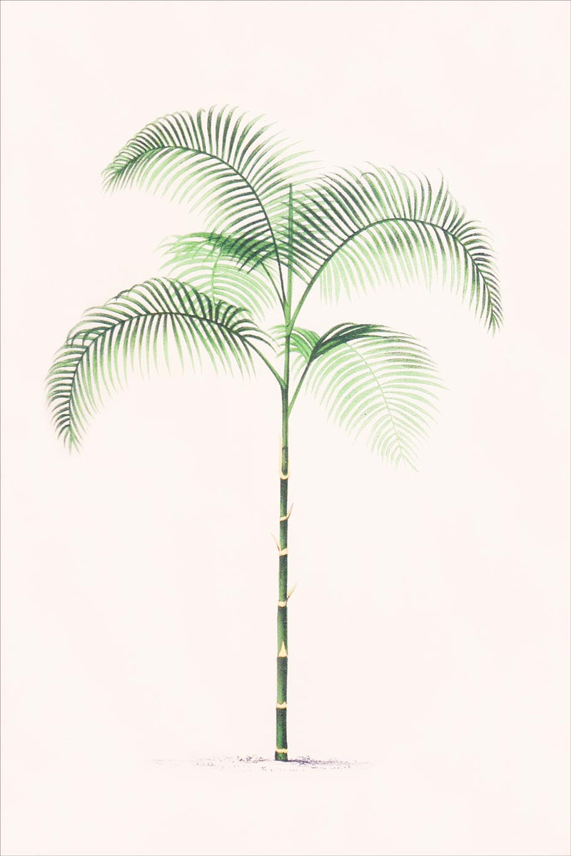 Palm 