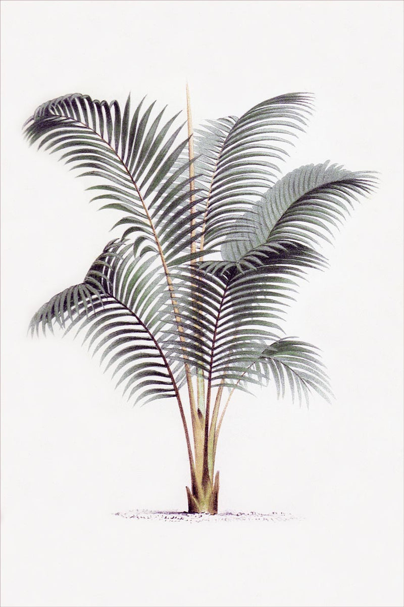 Palm 