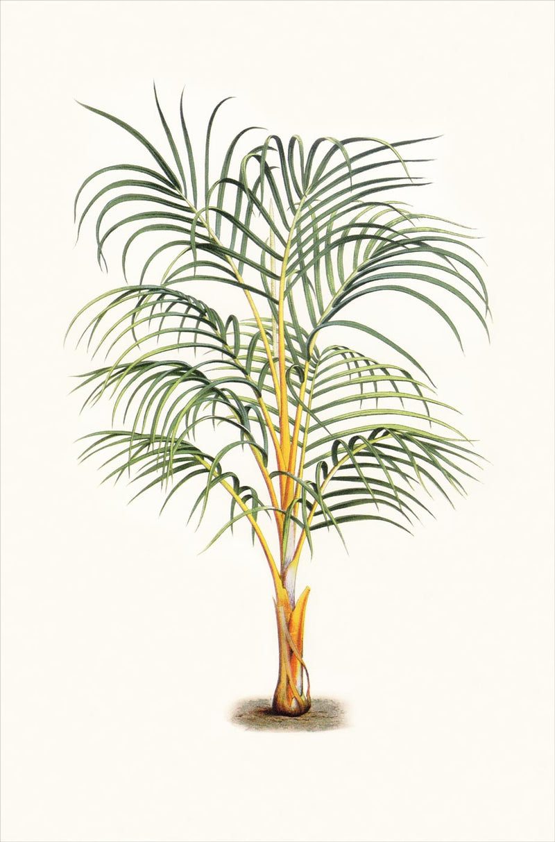 Palm 