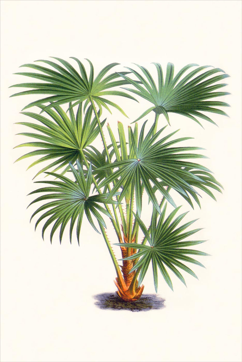 Palm 