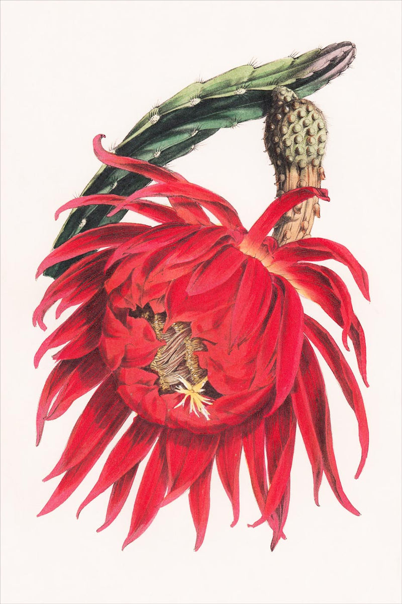 Cereus Grandiflorus