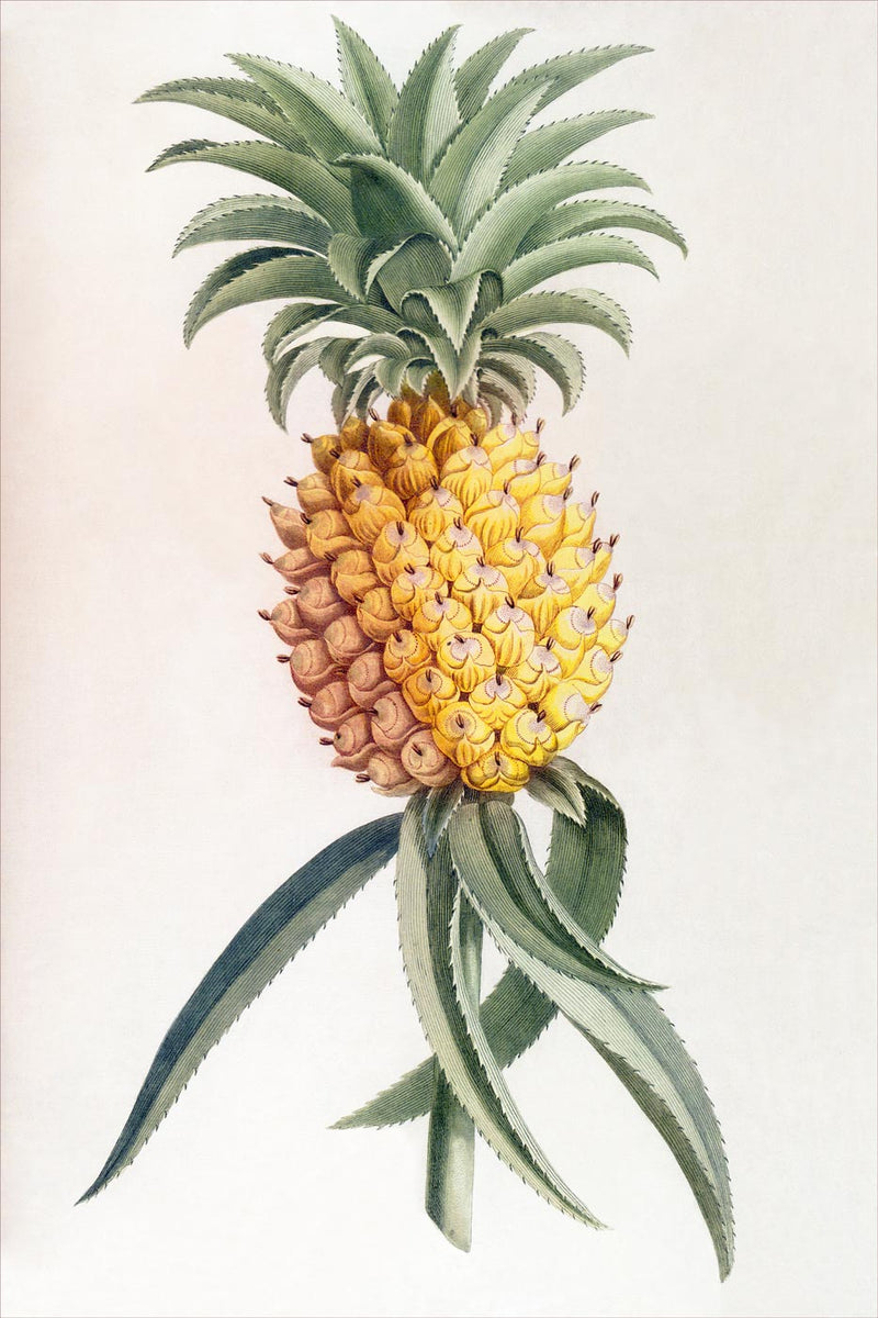 Ananas