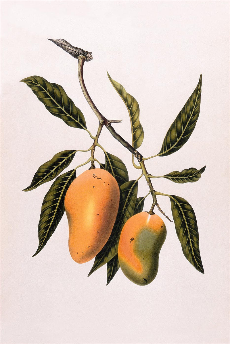 Mangifera Indica