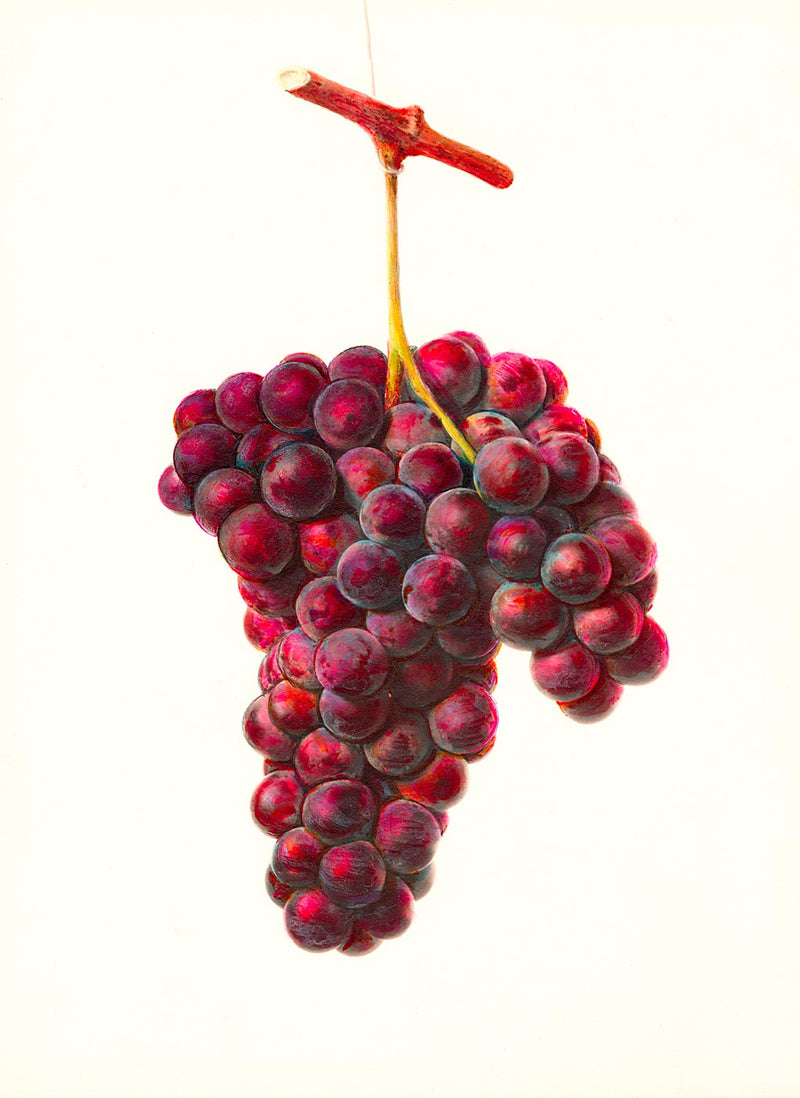 Grapes