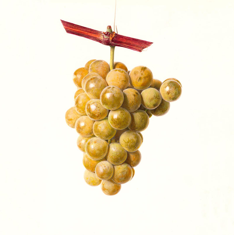 Grapes