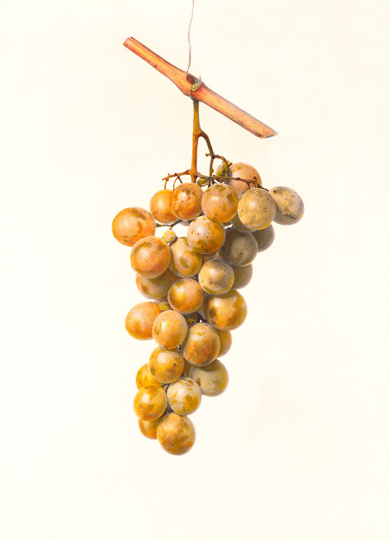 Grapes