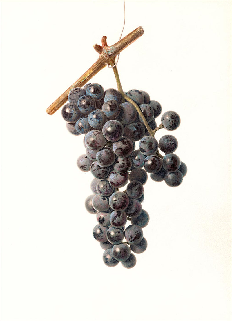 Grapes