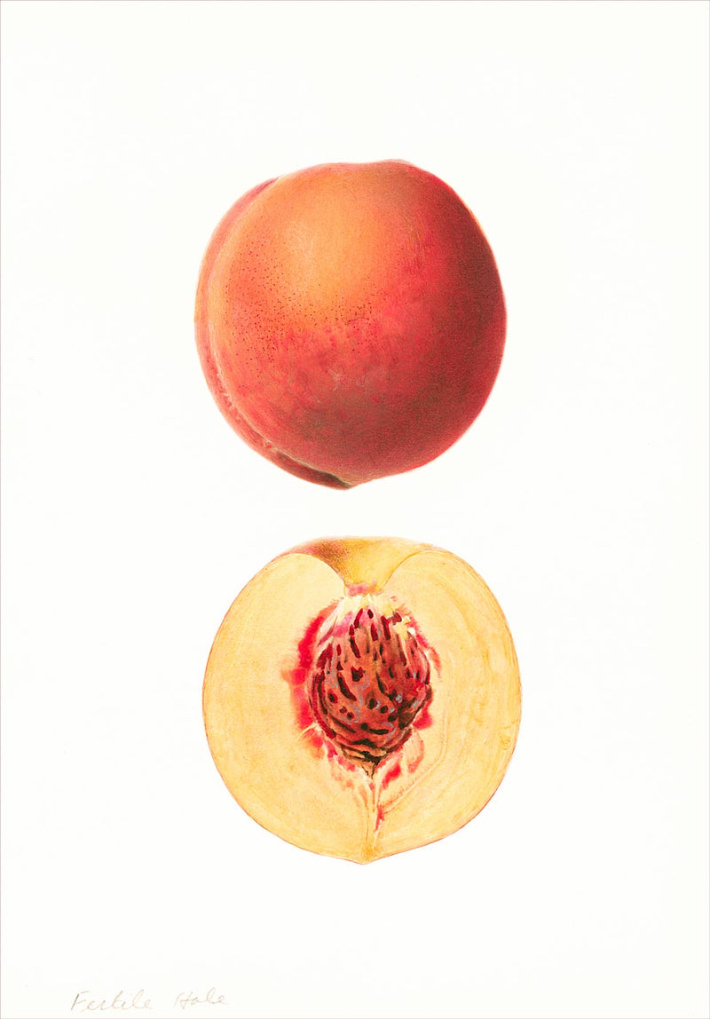 Peach